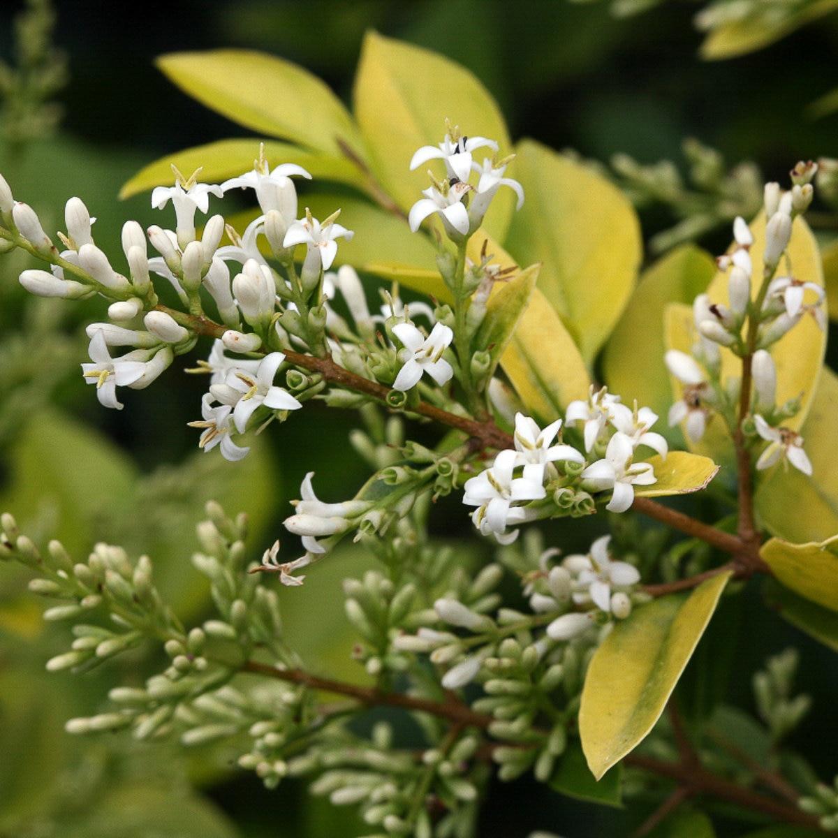 Ligustrum Vicaryi - View 5 from www redcrocus com