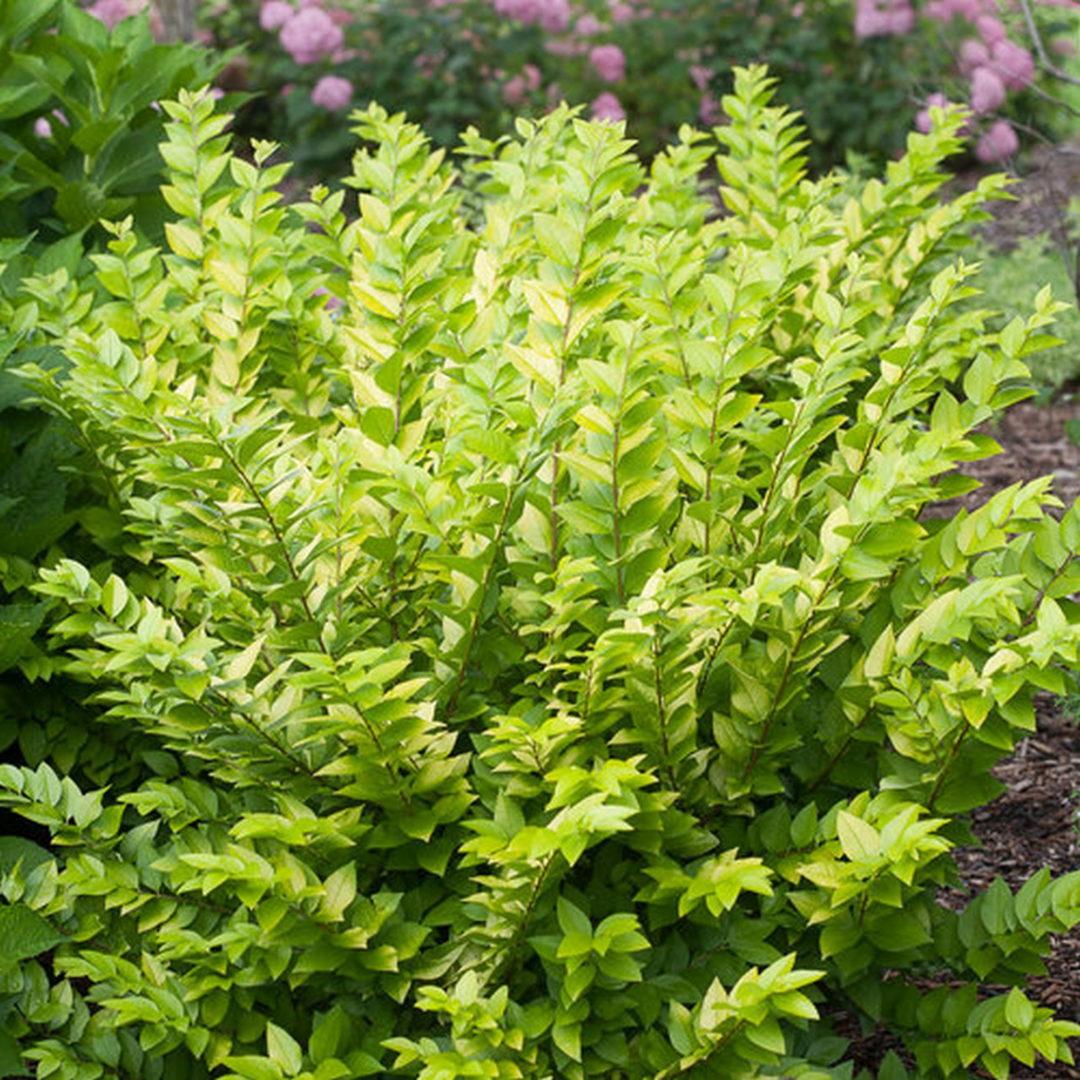 Ligustrum Vicaryi - View 7 from www redcrocus com