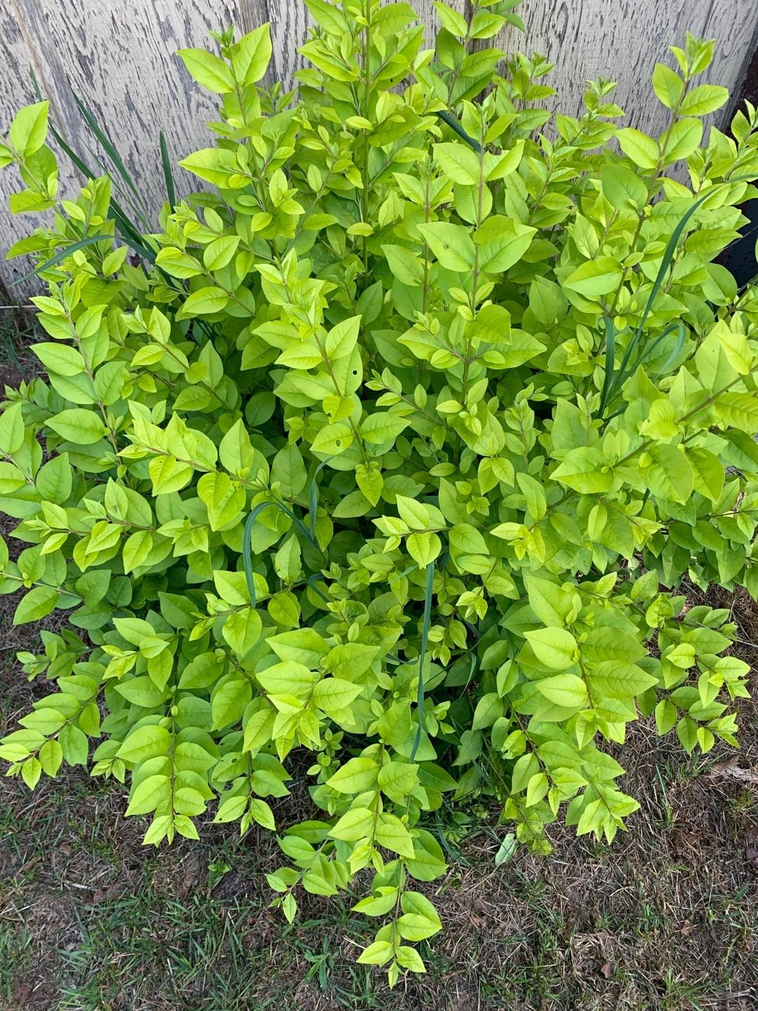 Ligustrum Vicaryi - View 8 from www redcrocus com