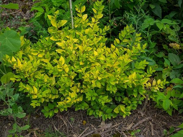 Ligustrum Vicaryi - View 9 from www redcrocus com