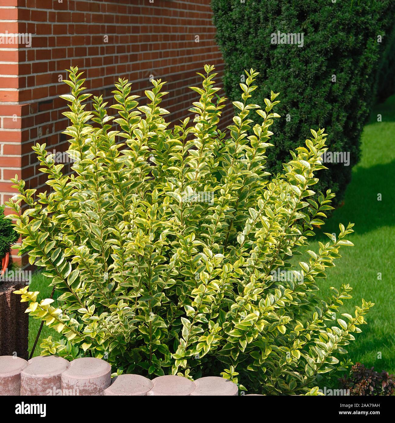 Ligustrum Ovalifolium - View 10 from www redcrocus com