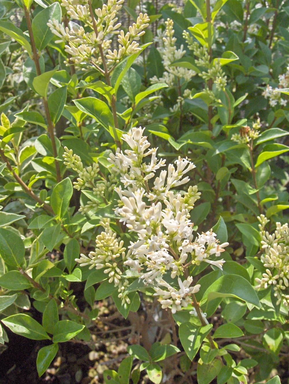 Ligustrum Ovalifolium - View 18 from www redcrocus com