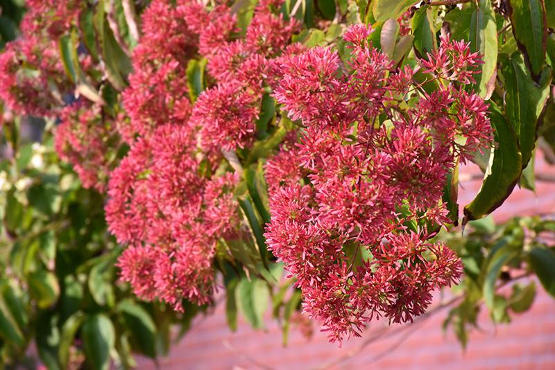 Heptacodium Miconioides Tianshan Single Stem - View 10 from www redcrocus com