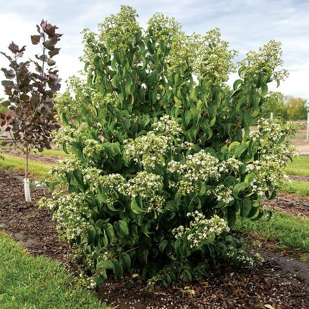 Heptacodium Miconioides Tianshan Single Stem - View 11 from www redcrocus com