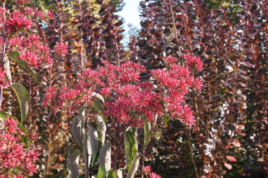 Heptacodium Miconioides Tianshan Single Stem - View 12 from www redcrocus com