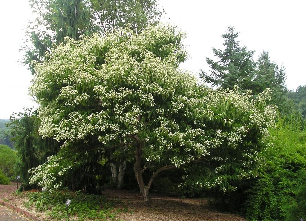 Heptacodium Miconioides Tianshan Single Stem - View 13 from www redcrocus com