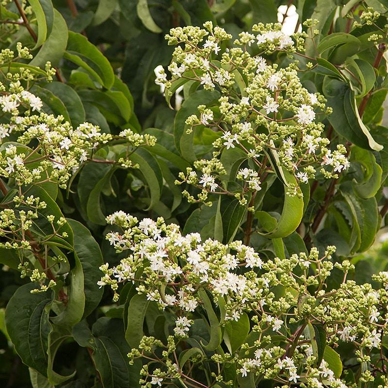 Heptacodium Miconioides Tianshan Single Stem - View 2 from www redcrocus com