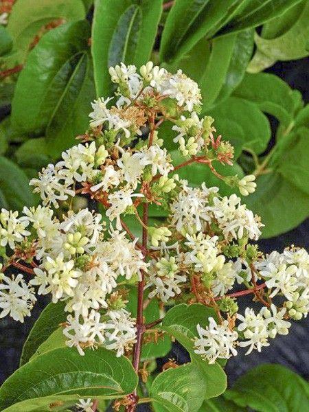 Heptacodium Miconioides Tianshan Single Stem - View 3 from www redcrocus com