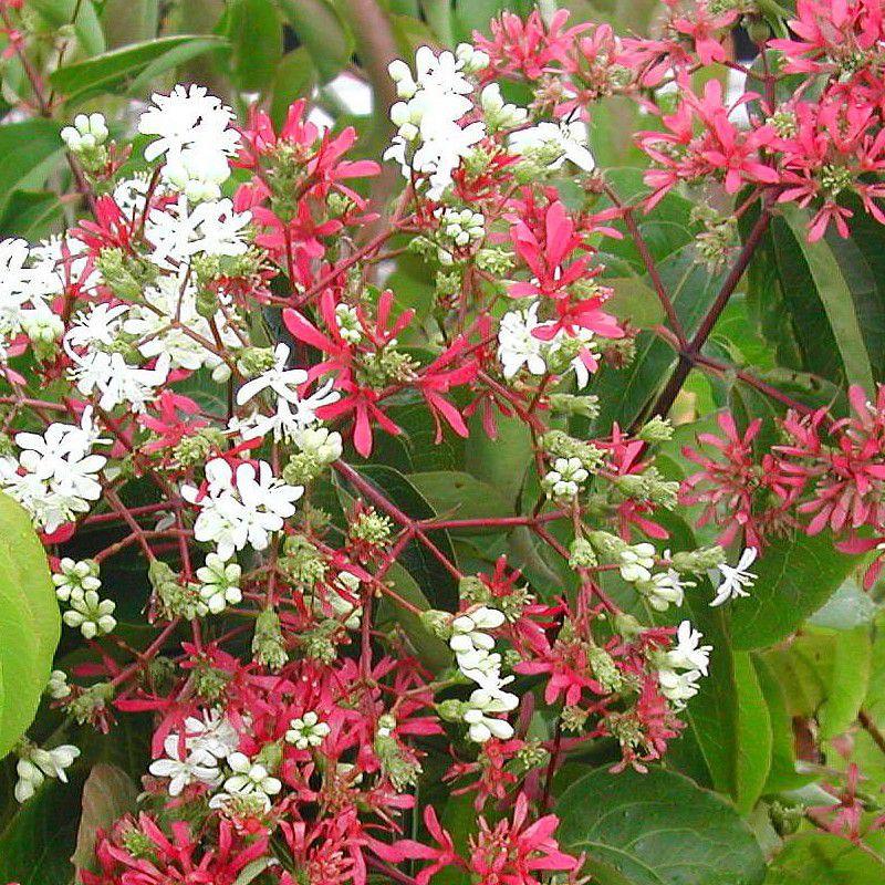 Heptacodium Miconioides Tianshan Single Stem - View 4 from www redcrocus com