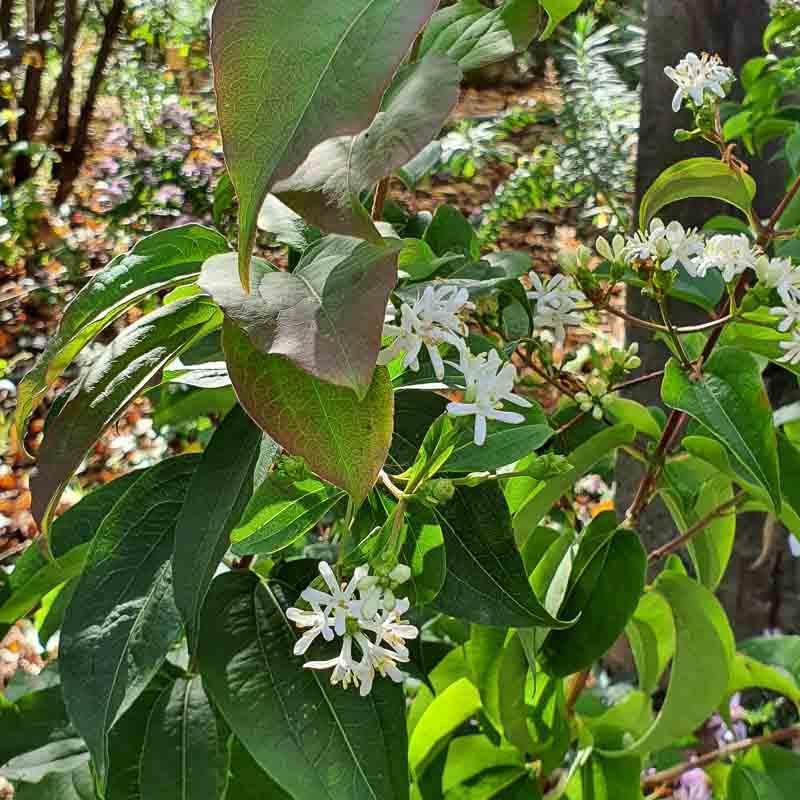 Heptacodium Miconioides Tianshan Single Stem - View 6 from www redcrocus com