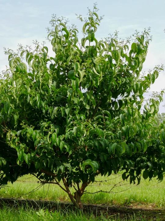 Heptacodium Miconioides Tianshan Single Stem - View 8 from www redcrocus com