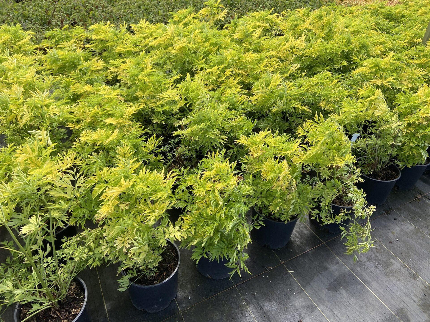 Sambucus Nigra Golden Tower - View 10 from www redcrocus com