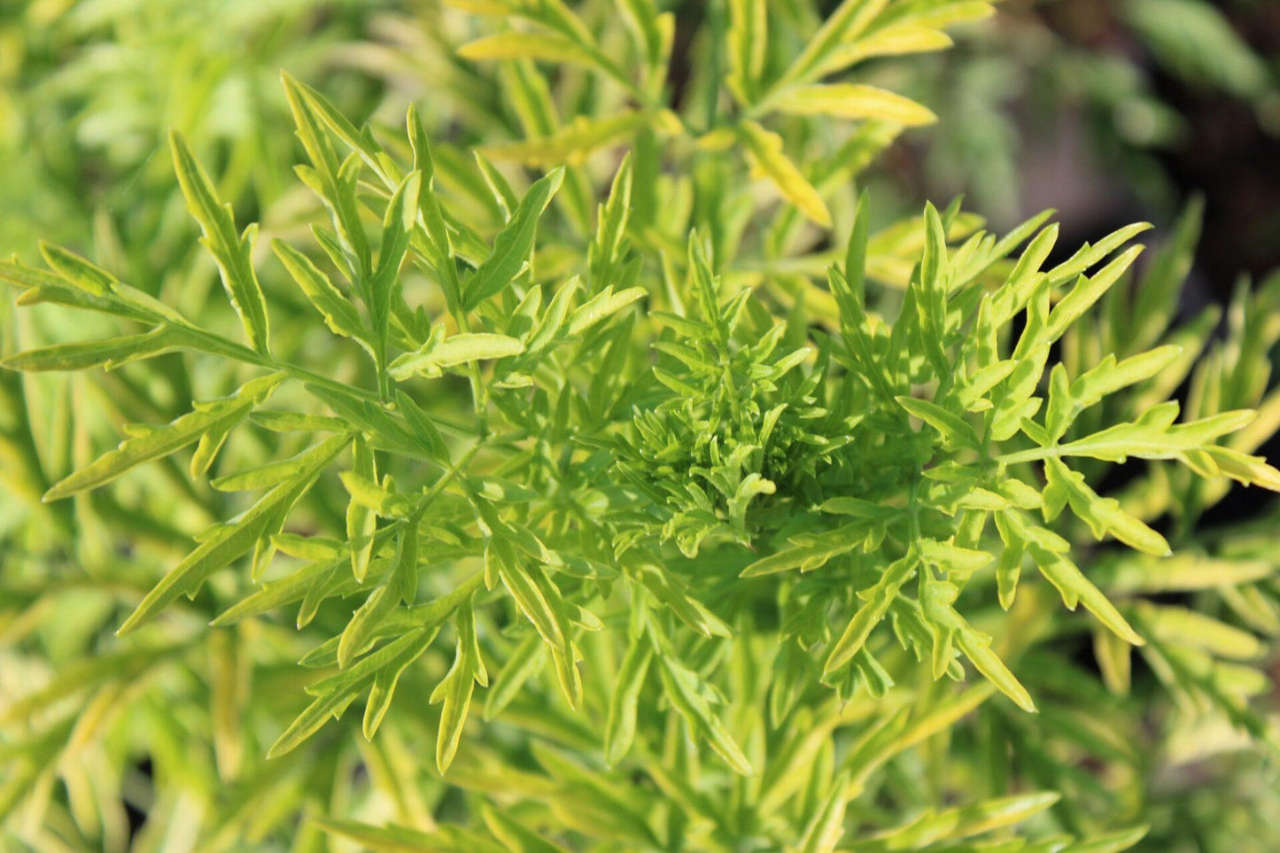 Sambucus Nigra Golden Tower - View 13 from www redcrocus com