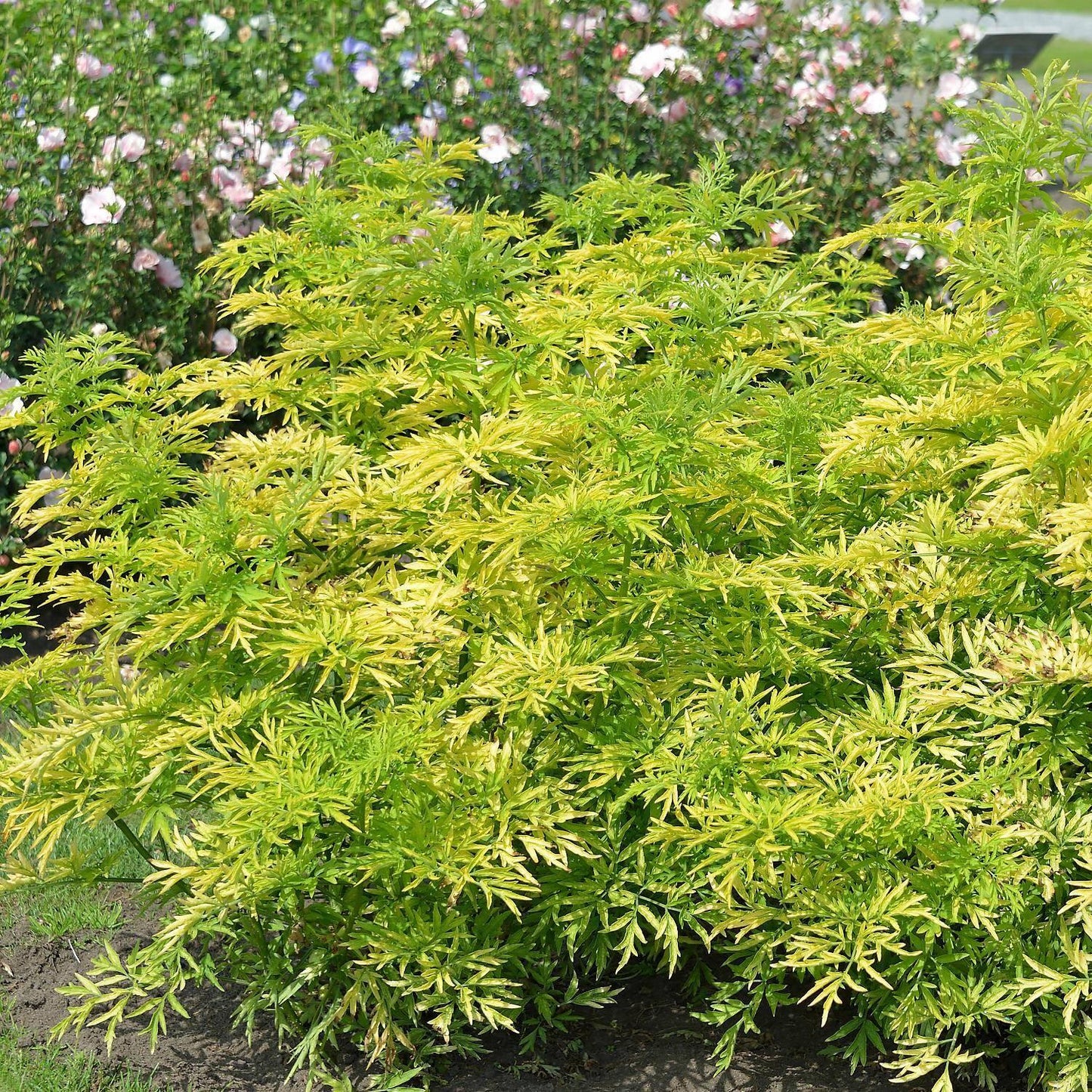 Sambucus Nigra Golden Tower - View 15 from www redcrocus com