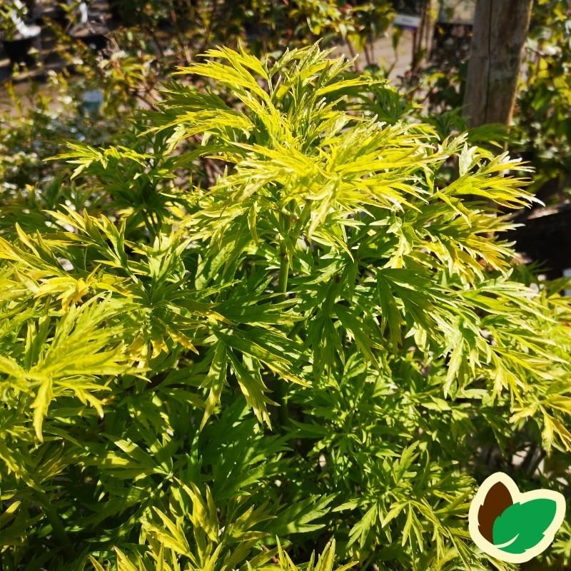Sambucus Nigra Golden Tower - View 18 from www redcrocus com