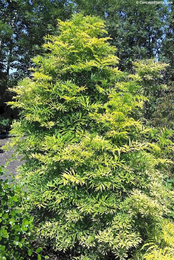 Sambucus Nigra Golden Tower - View 3 from www redcrocus com
