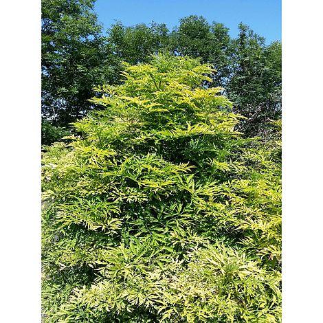 Sambucus Nigra Golden Tower - View 7 from www redcrocus com