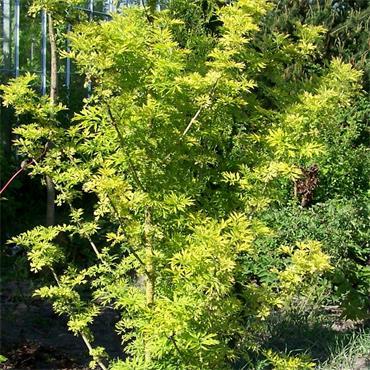 Sambucus Nigra Golden Tower - View 8 from www redcrocus com