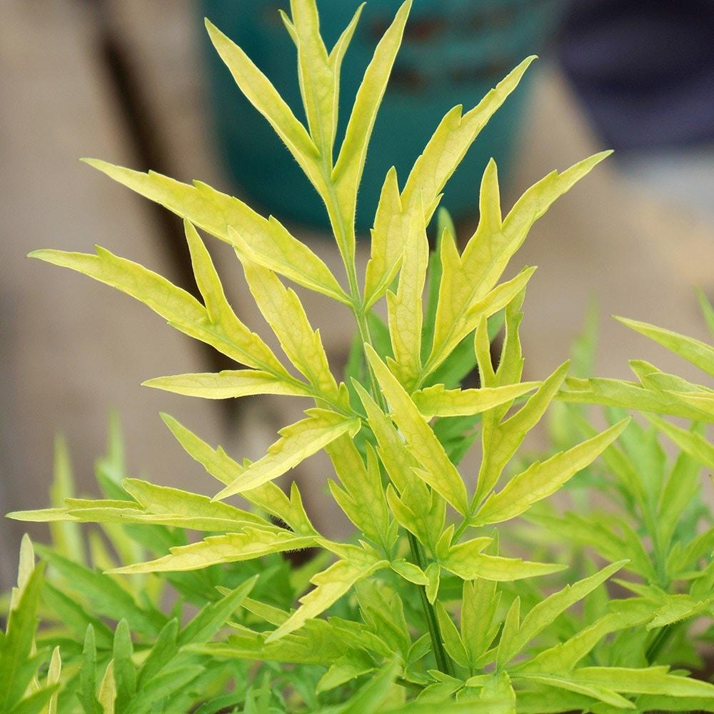 Sambucus Nigra Golden Tower - View 9 from www redcrocus com