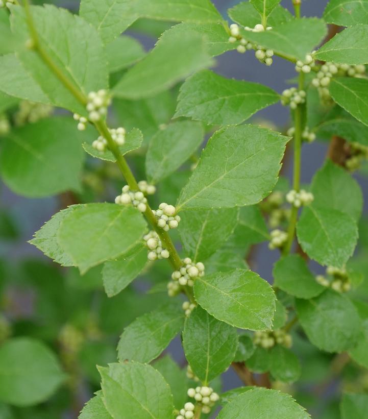 Ilex Verticillata Mr Poppins - View 16 from www redcrocus com