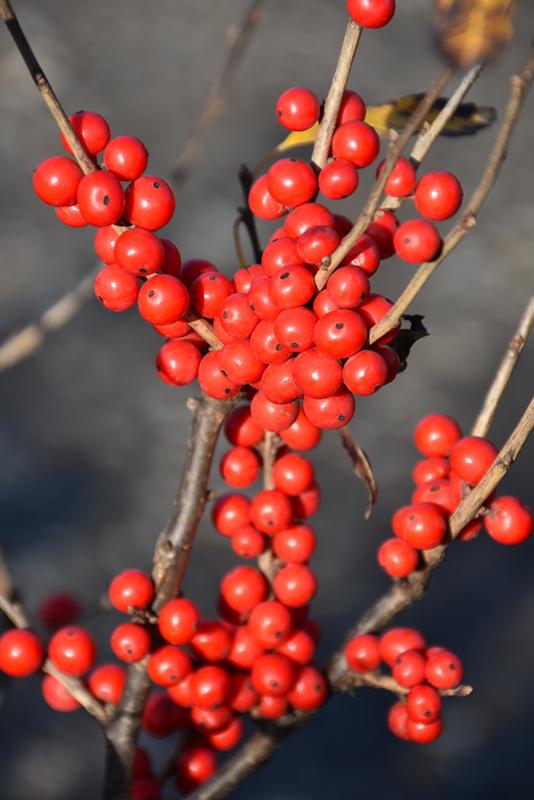 Ilex Verticillata Mr Poppins - View 4 from www redcrocus com