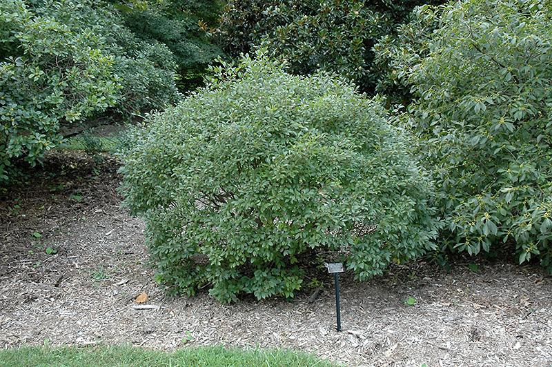 Ilex Verticillata Mr Poppins - View 7 from www redcrocus com