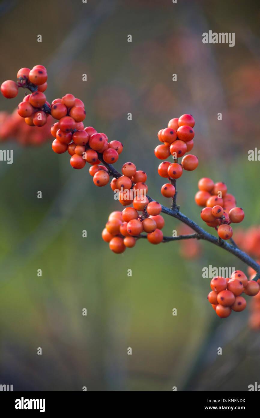 Ilex Verticillata Winter Gold - View 17 from www redcrocus com