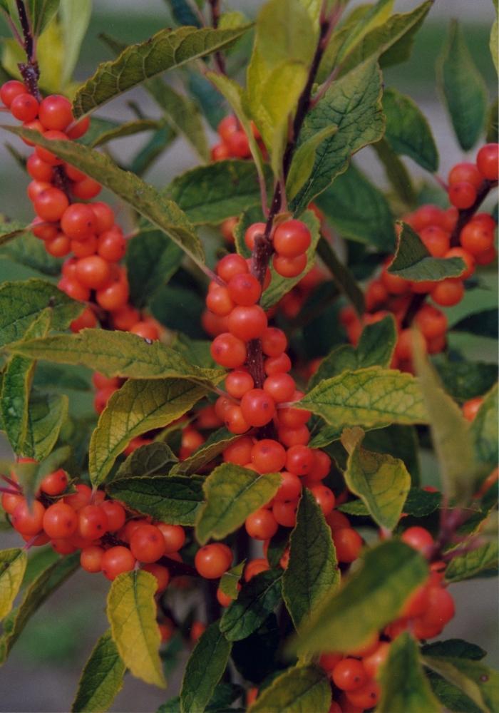 Ilex Verticillata Winter Gold - View 3 from www redcrocus com