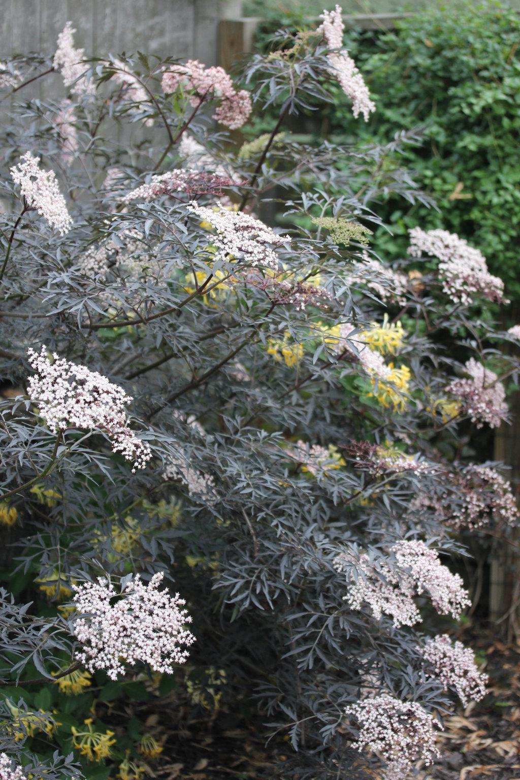 Sambucus Nigra Black Lace - View 11 from www redcrocus com