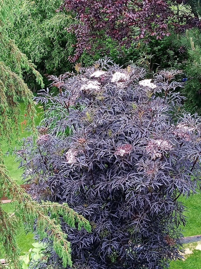 Sambucus Nigra Black Lace - View 12 from www redcrocus com