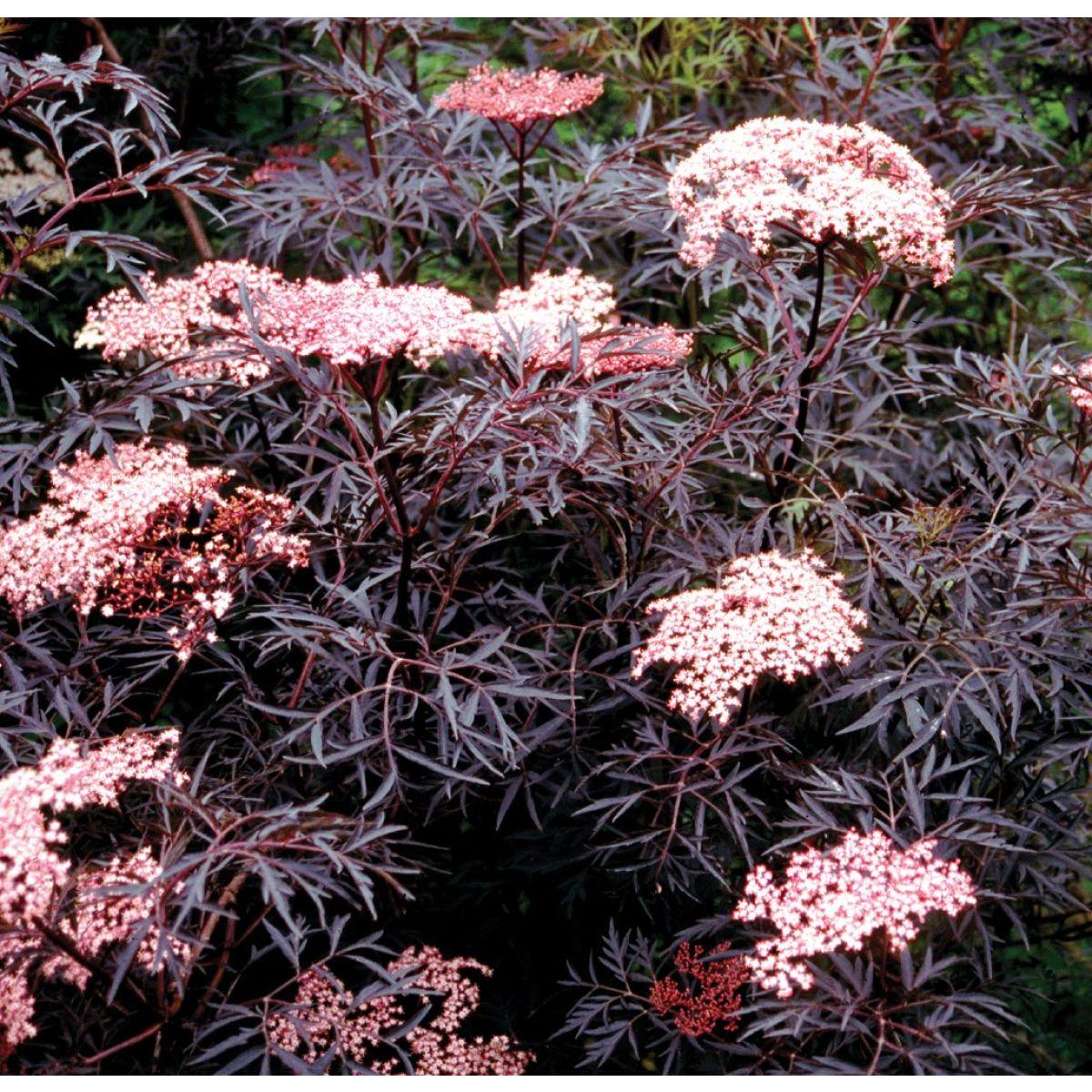 Sambucus Nigra Black Lace - View 14 from www redcrocus com