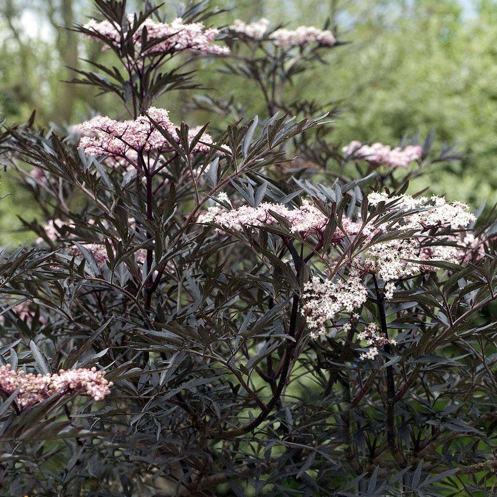 Sambucus Nigra Black Lace - View 16 from www redcrocus com
