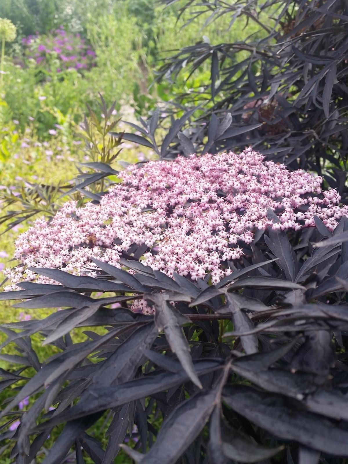 Sambucus Nigra Black Lace - View 19 from www redcrocus com