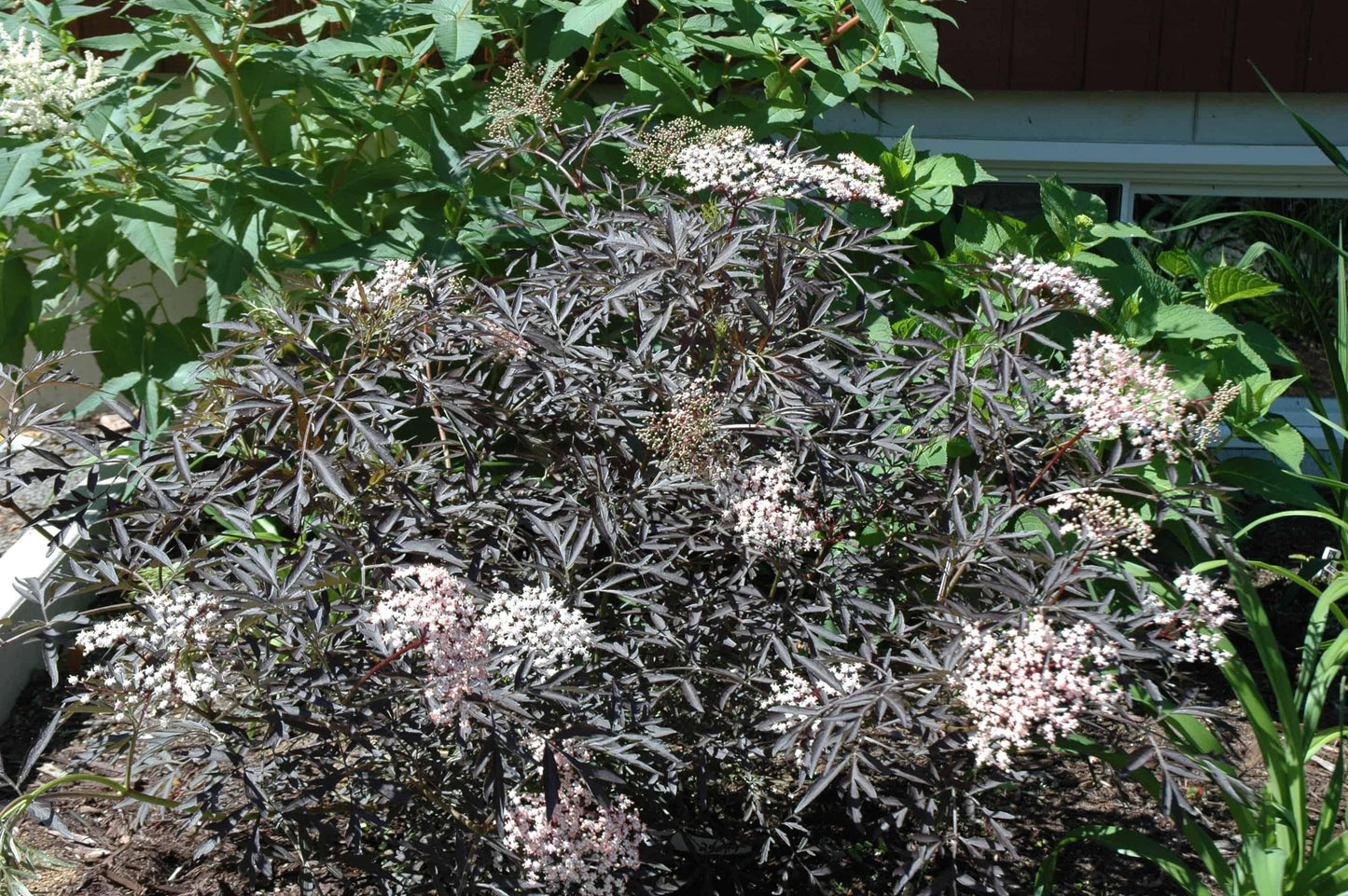 Sambucus Nigra Black Lace - View 6 from www redcrocus com