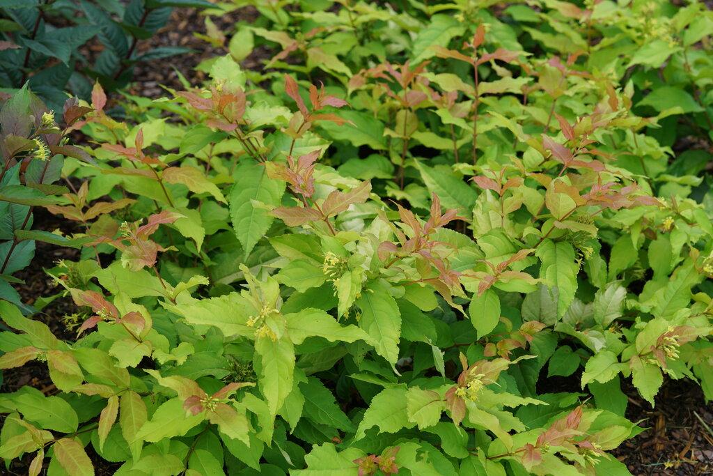 Diervilla Rivularis Kodiak Fresh - View 9 from www redcrocus com