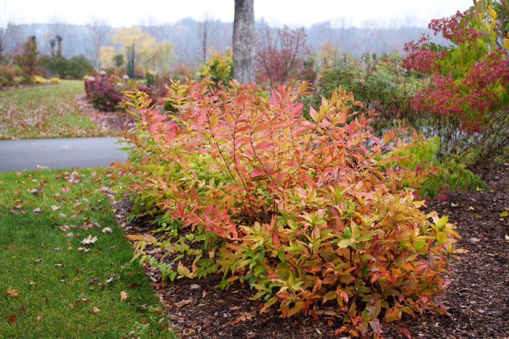 Diervilla Rivularis 'kodiak Fresh' - View 19 from www redcrocus com
