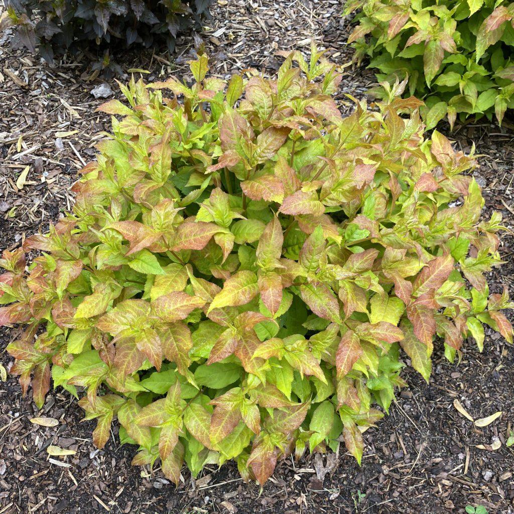 Diervilla Rivularis 'kodiak Fresh' - View 4 from www redcrocus com