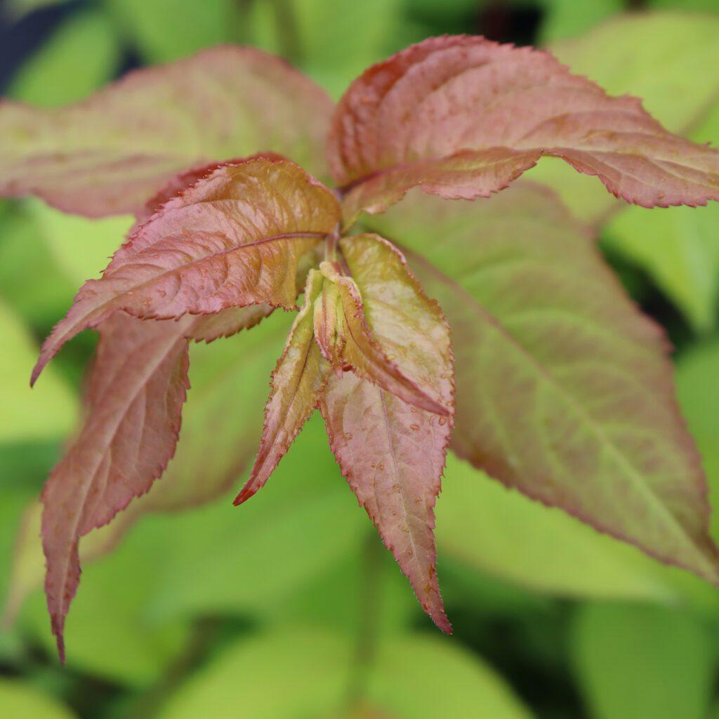 Diervilla Rivularis 'kodiak Fresh' - View 8 from www redcrocus com