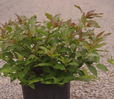 Diervilla Lonicera Copper - View 11 from www redcrocus com
