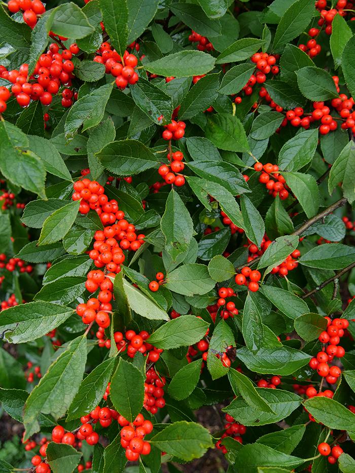 Ilex Verticillata 'berry Poppins' - View 10 from www redcrocus com