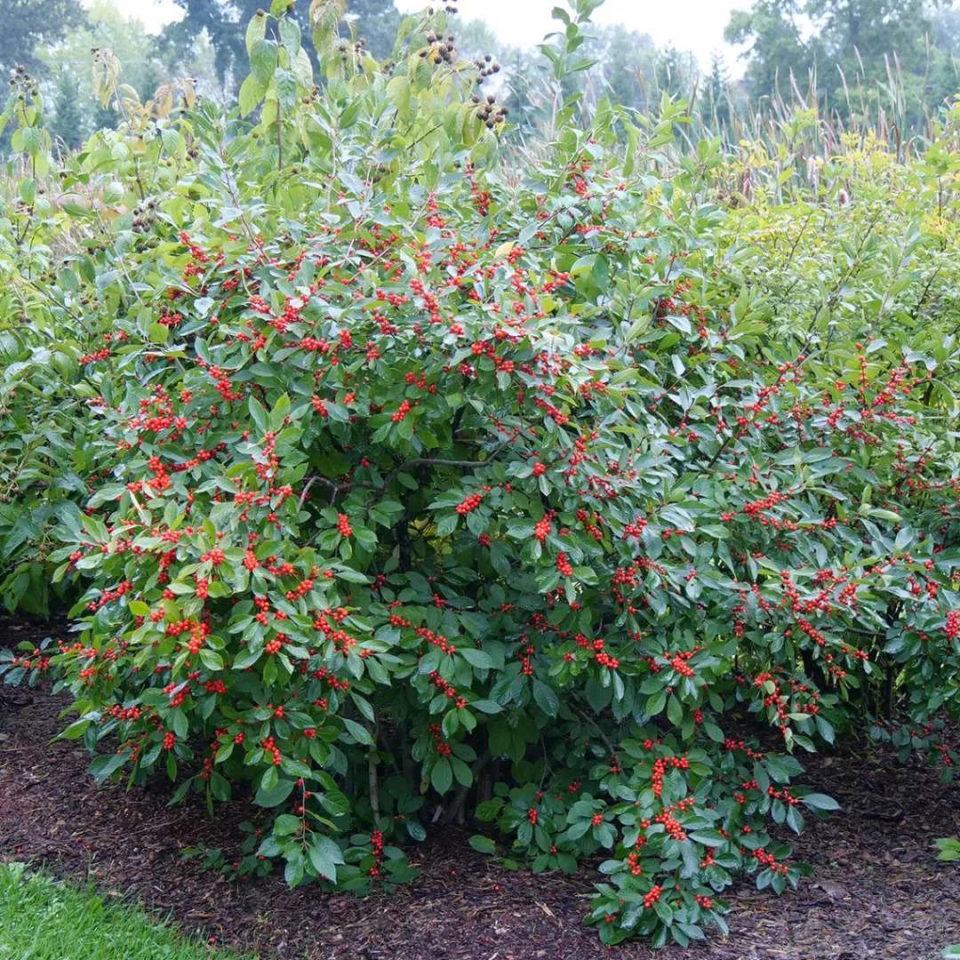 Ilex Verticillata 'berry Poppins' - View 11 from www redcrocus com