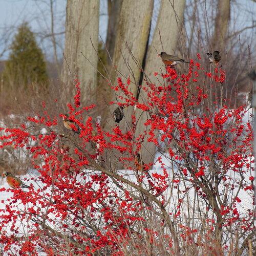 Ilex Verticillata 'berry Poppins' - View 12 from www redcrocus com