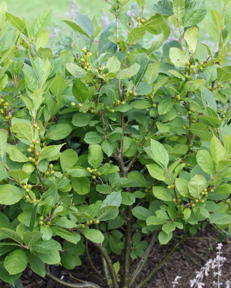 Ilex Verticillata 'berry Poppins' - View 15 from www redcrocus com