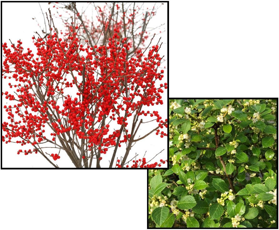 Ilex Verticillata 'berry Poppins' - View 16 from www redcrocus com