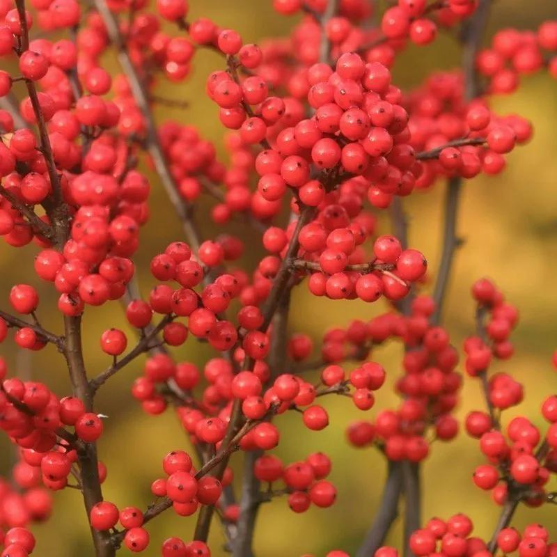 Ilex Verticillata 'berry Poppins' - View 17 from www redcrocus com