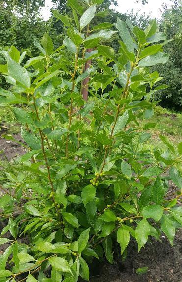 Ilex Verticillata 'berry Poppins' - View 20 from www redcrocus com