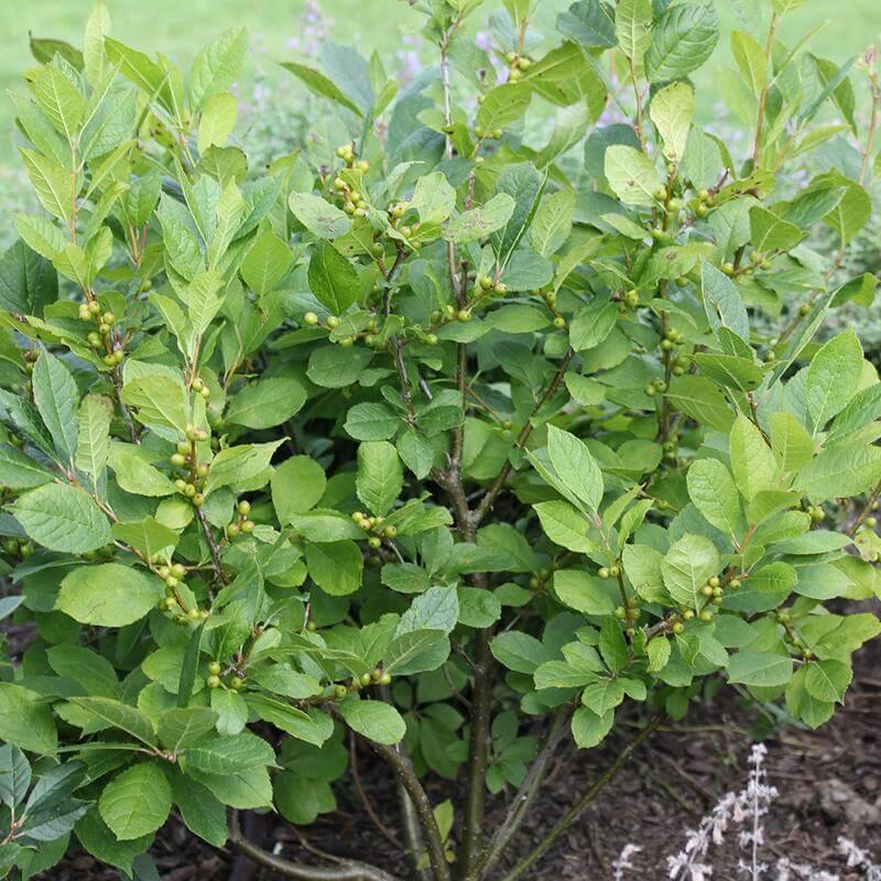 Ilex Verticillata 'berry Poppins' - View 21 from www redcrocus com
