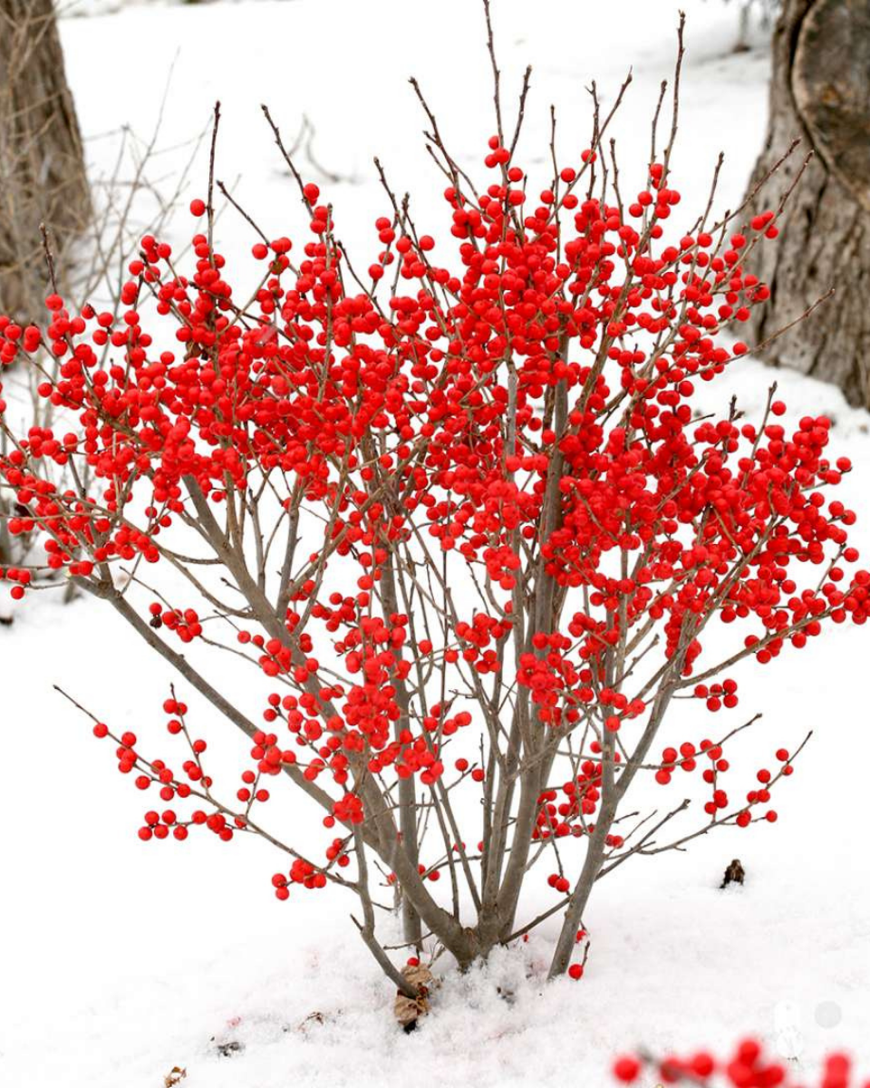Ilex Verticillata 'berry Poppins' - View 23 from www redcrocus com
