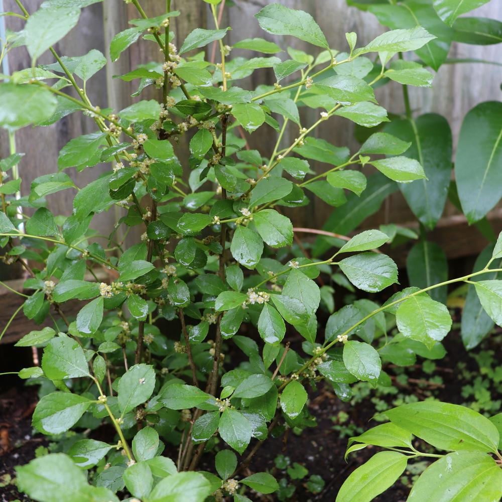 Ilex Verticillata 'berry Poppins' - View 25 from www redcrocus com