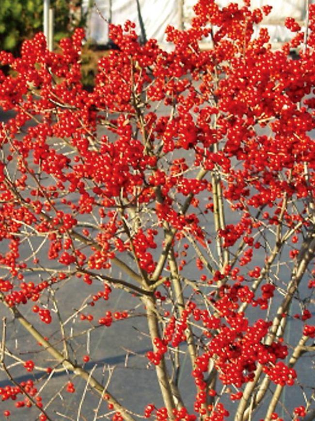Ilex Verticillata 'berry Poppins' - View 27 from www redcrocus com